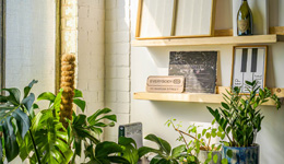 Plants and a picture shelf bathed in light